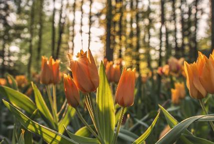 New collaboration between Moba and Meggson